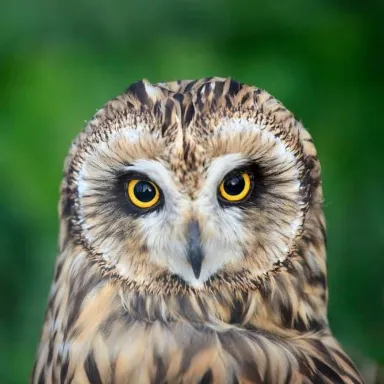 Tawny the Owl